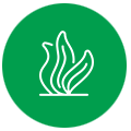 Algae-Icon