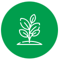 Plant-Icon